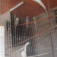 Pappagalli parrocchetti