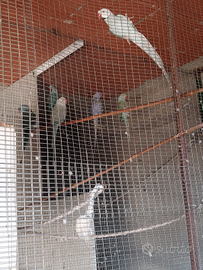 Pappagalli parrocchetti