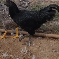 Galli CEMANI