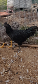 Galli CEMANI