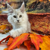 LEGGERE SOTTO Maine Coon SHADED BLU