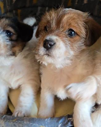 Cuccioli di Jack Russell Terrier broken e ruvido
