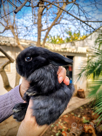 Coniglio Ariete Nano