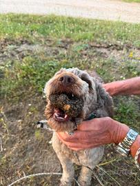 Cane da tartufo lagotto avviati e esperti