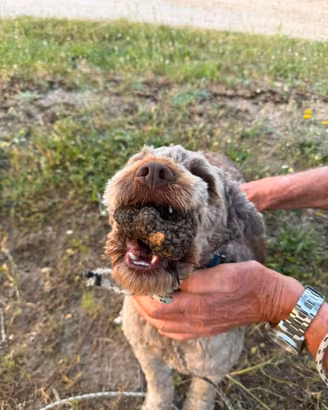 Cane da tartufo lagotto avviati e esperti