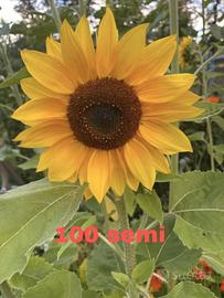 Semi di girasole 'Lemon Queen'  100 semi