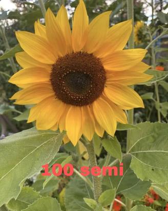 Semi di girasole 'Lemon Queen'  100 semi