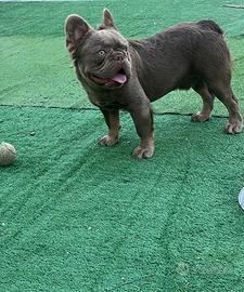 Bulldog francese per monta