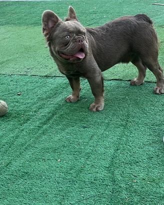 Bulldog francese per monta