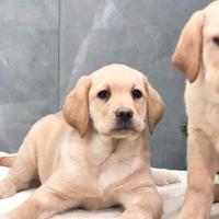 Labrador cuccioli