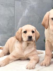 Labrador cuccioli