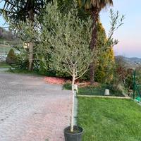 Pianta di ulivo altezza 2,10, larghezza 140/150 cm