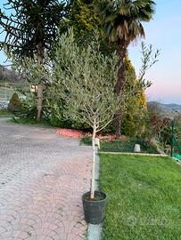 Pianta di ulivo altezza 2,10, larghezza 140/150 cm