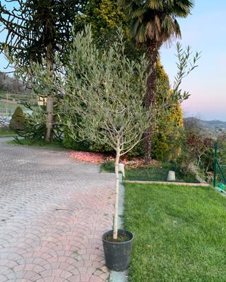 Pianta di ulivo altezza 2,10, larghezza 140/150 cm