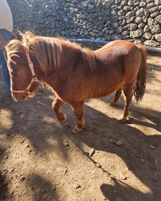 Pony