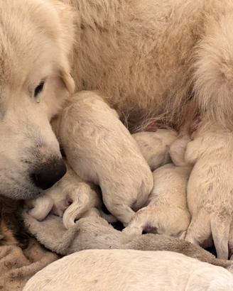 Cucciolo pastore maremmano
