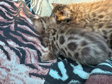 Ultima meravigliosa cucciola gatto bengala
