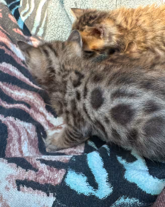 Ultima meravigliosa cucciola gatto bengala