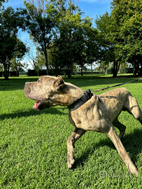 Bandog per monta