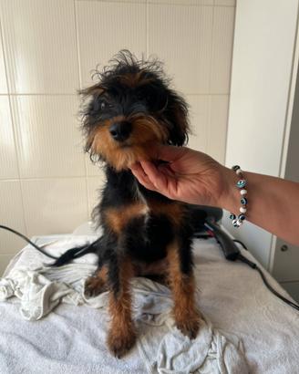 Incrocio tra Barboncino Nano e pincher