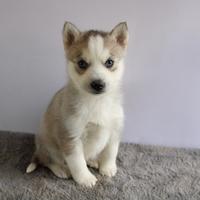 Siberian Husky con pedigree enci