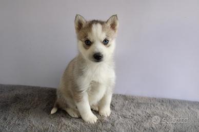 Siberian Husky con pedigree enci