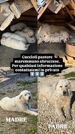 Cuccioli Pastore maremmano