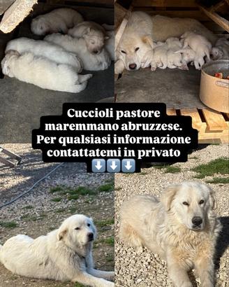 Cuccioli Pastore maremmano