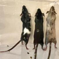 Topolini da compagnia (mus musculus)