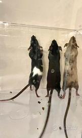 Topolini da compagnia (mus musculus)