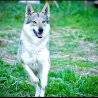 Lupi cecoslovacchi cessione gratuita