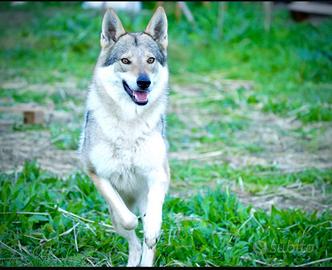 Lupi cecoslovacchi cessione gratuita