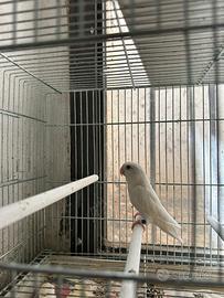 Inseparabile femmima