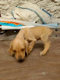 Cani segugi appennino