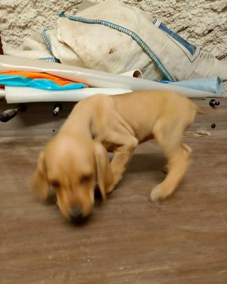 Cani segugi appennino