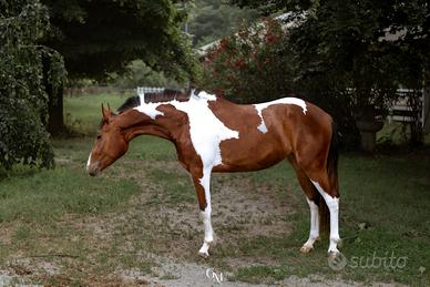 Puledra Incrocio Paint