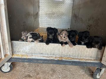 Cuccioli Pastore Bergamasco 