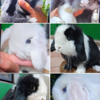 Conigli nani Mini lop