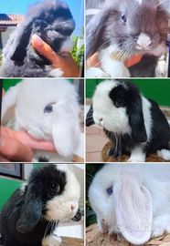 Conigli nani ariete Mini lop