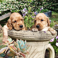 Cocker Spaniel Inglese Cuccioli