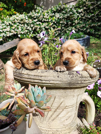 Cocker Spaniel Inglese Cuccioli