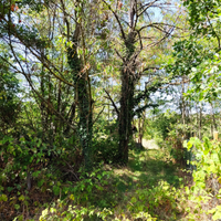 Alberi in piedi : alberi da frutto, acacie