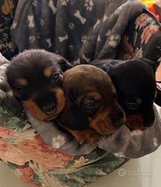 Bassotti a pelo duro standard