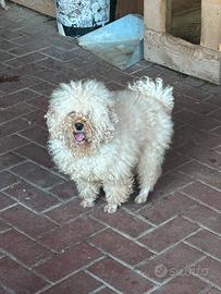Animale