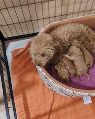 Barboncii albicocca cuccioli