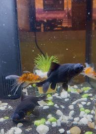 Acquario Genius 40 completo + accessori e pesci