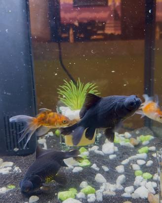 Acquario Genius 40 completo + accessori e pesci