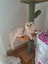 Accoppiamento gatto scottish