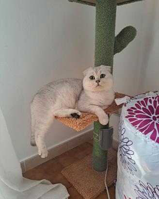 Accoppiamento gatto scottish