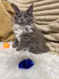Cucciola Maine Coon